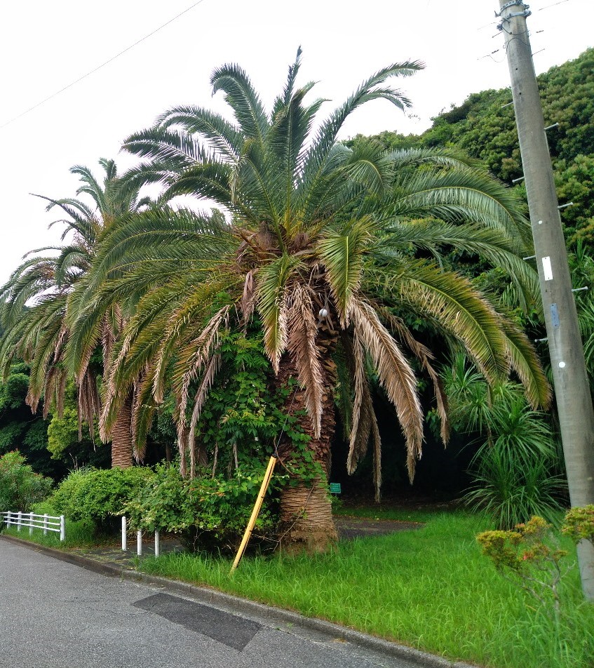 勝浦市　別荘地ヤシ剪定