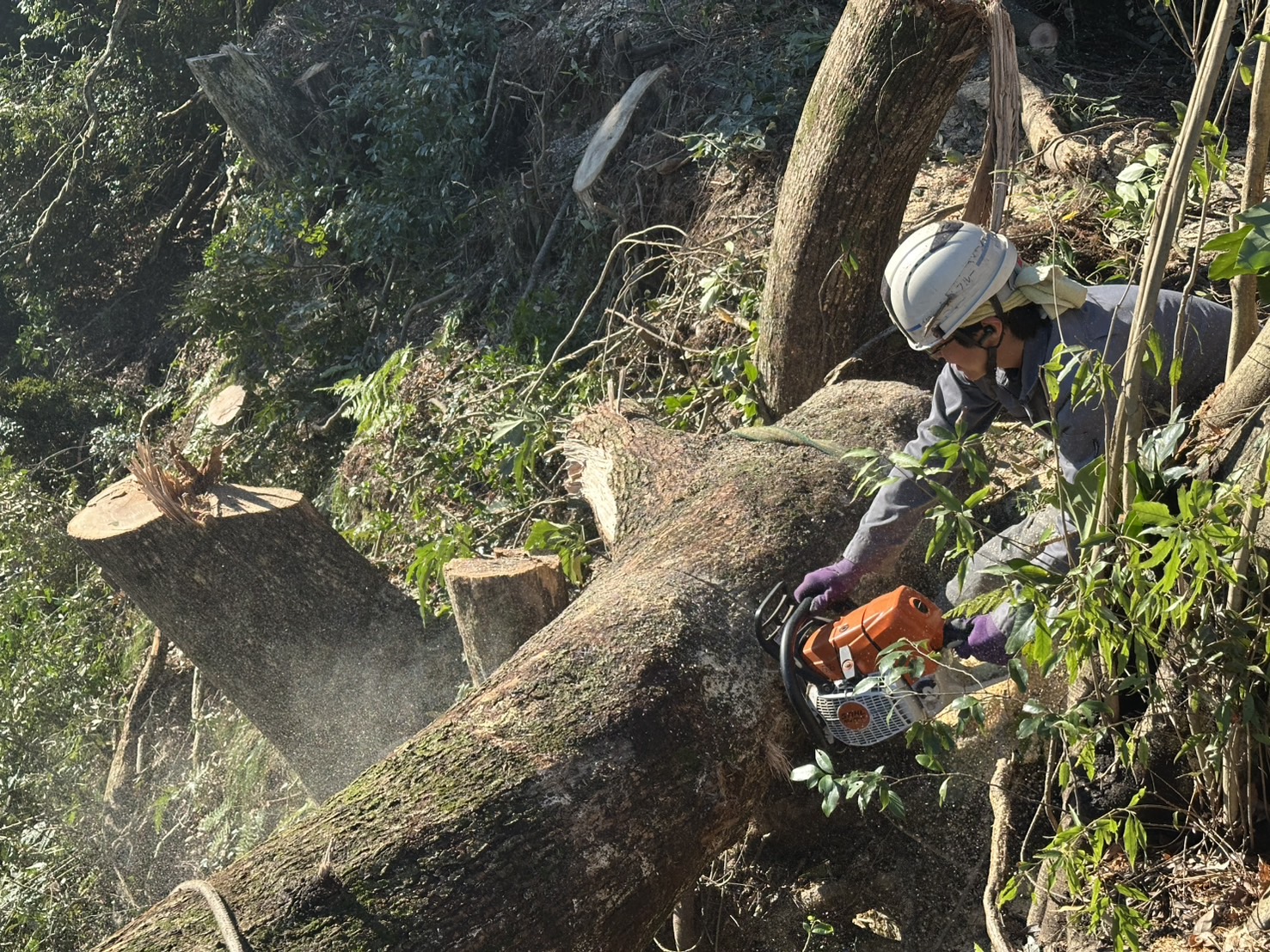 勝浦市内　河川伐採